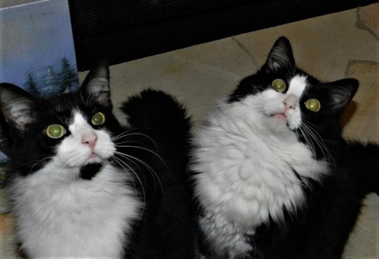 Abe and Munchkin