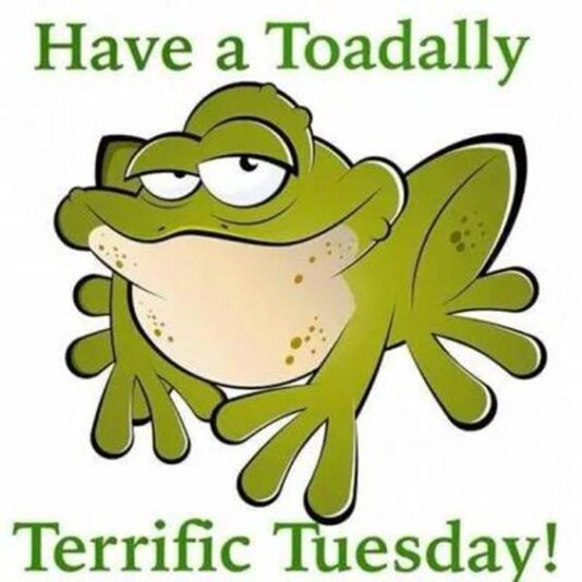 toad ally tuesday