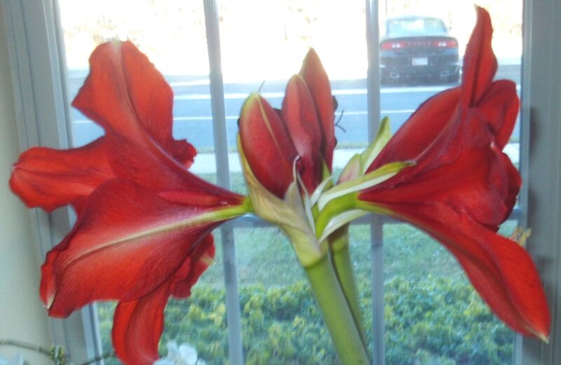 Amaryllis