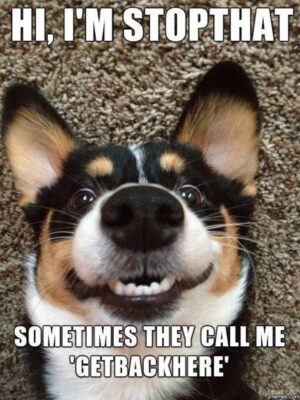 funny-dog-memes-2-3141804635