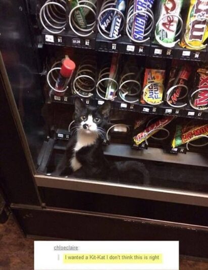 Funny-Kit-kat