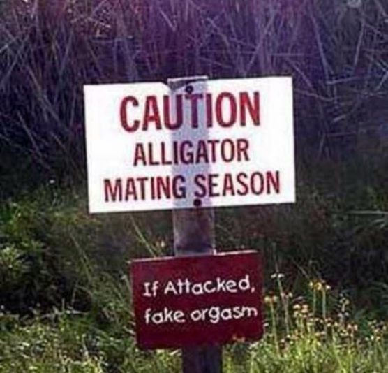 Alligator mating season.
