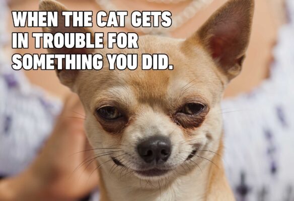 10-Hilarious-Dog-Memes-1962298666