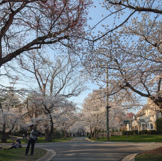 Cherry Blossoms