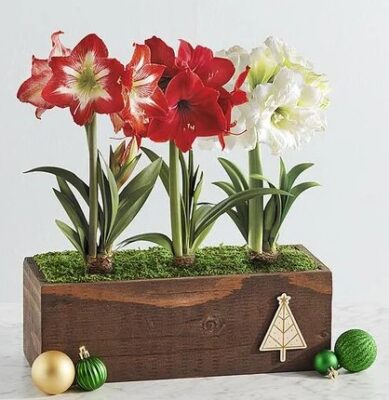 3 Amaryllis from Harry & David 1