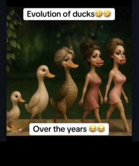 ducks