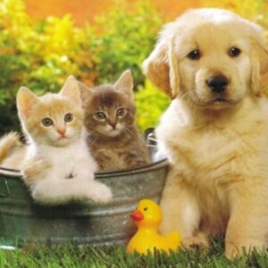 Group logo of Fur Babies and Other Pets and Animals